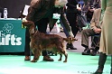 Crufts2011 513